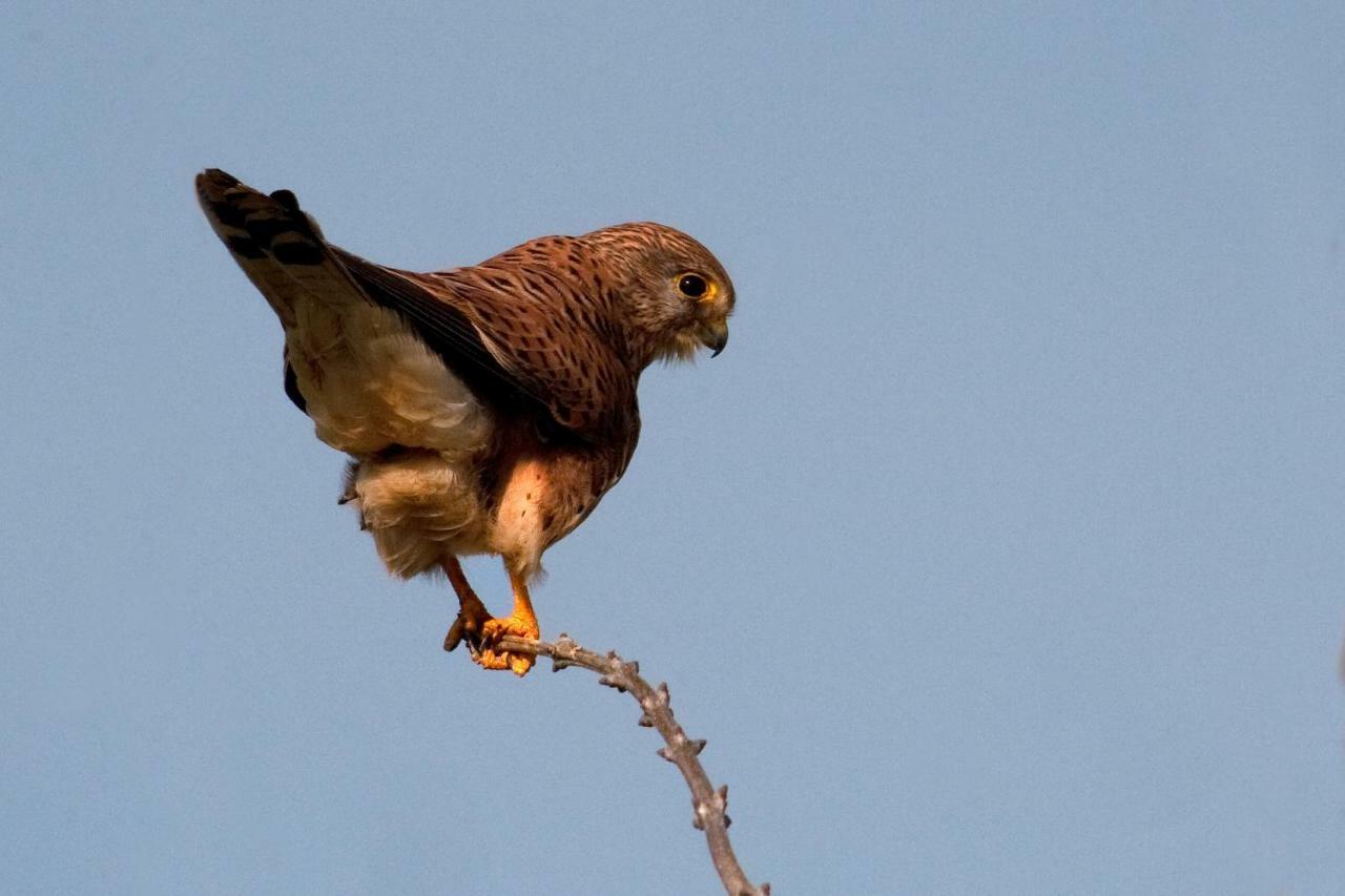 كاستيلو دي إمبوريس Can Gaita المظهر الخارجي الصورة
